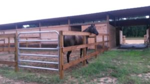 Horse barn photo